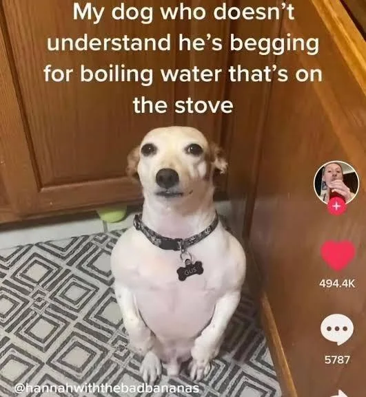 A TikTok meme of an eager dog captioned ‘My dog who doesn’t understand he’s begging for boiling water that’s on the stove’